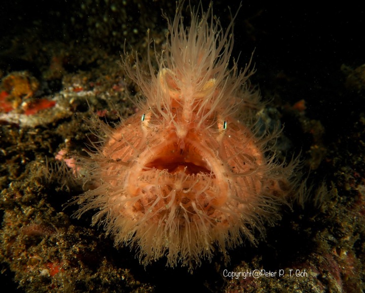 Hairy Frogfish With A Worm-Like Lure – Deep Blue Sees